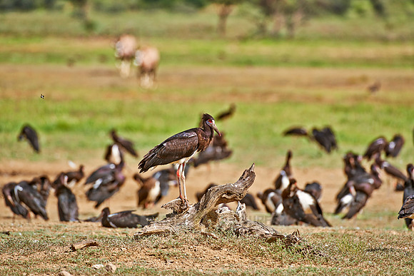 Abdim's Stork