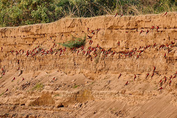 Kolonie Karminspinte (Merops nubicus) |southern carmine bee-eater (Merops nubicoides)|