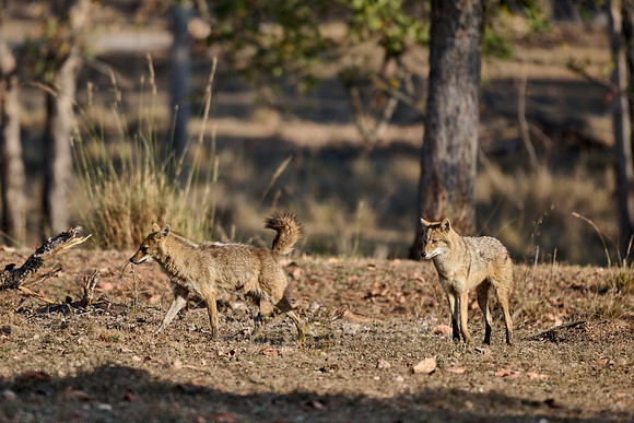 Indian golden jackal or common jackal (Canis aureus)