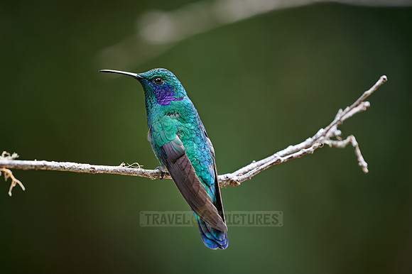 lesser violetear (Colibri cyanotus)