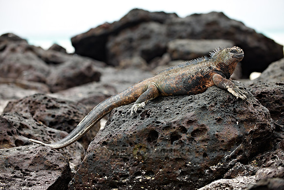 Marine Iguana, Amblyrhynchus cristatus