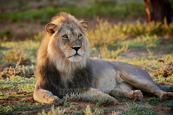 male lion (Panthera leo)