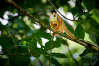 Central American squirrel monkey or red-backed squirrel monkey