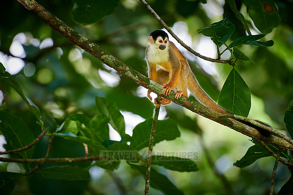 Central American squirrel monkey or red-backed squirrel monkey