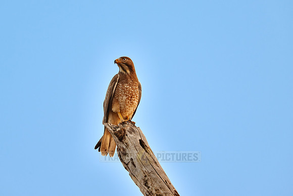 white-eyed buzzard (Butastur teesa)
