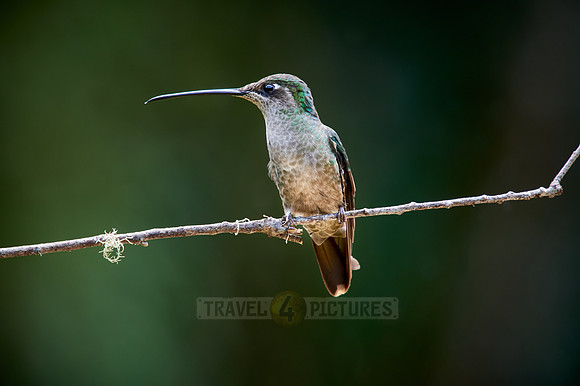 Talamanca hummingbird or Magnificent hummingbird (Eugenes spectabilis)