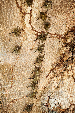 Proboscis bats or long-nosed bats (Rhynchonycteris naso)