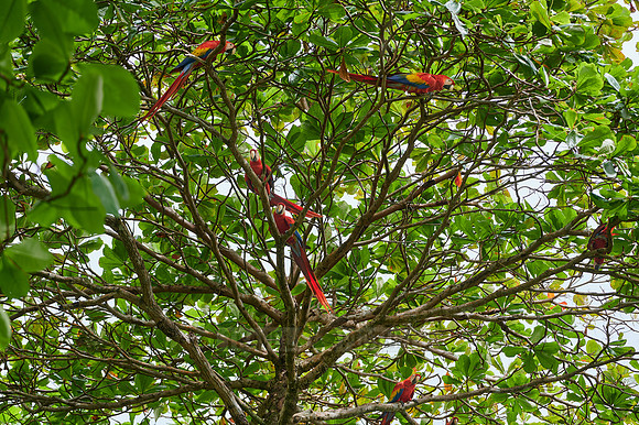 group of Scarlet macaw (Ara macao)