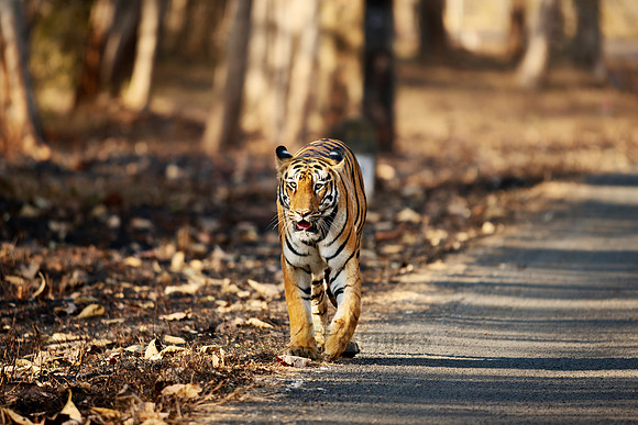 Bengal tiger (Panthera tigris tigris)
