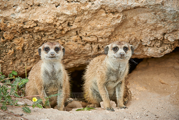 meerkat or suricate, Suricata suricatta