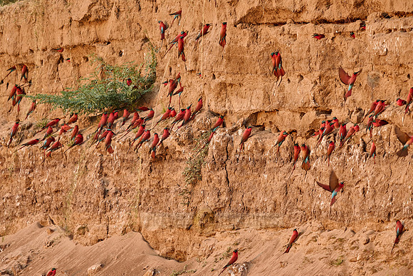 Kolonie Karminspinte (Merops nubicus) |southern carmine bee-eater (Merops nubicoides)|