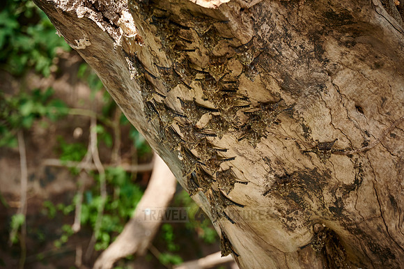 Proboscis bats or long-nosed bats (Rhynchonycteris naso)