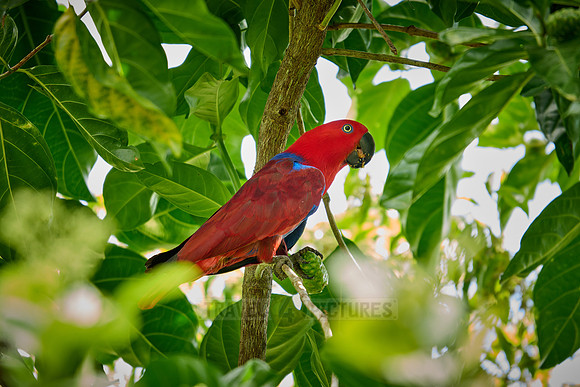 Papuan eclectus, red-sided eclectus or New Guinea eclectus, Eclectus roratus