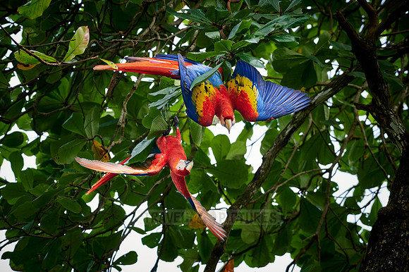 pair of Scarlet macaw (Ara macao)