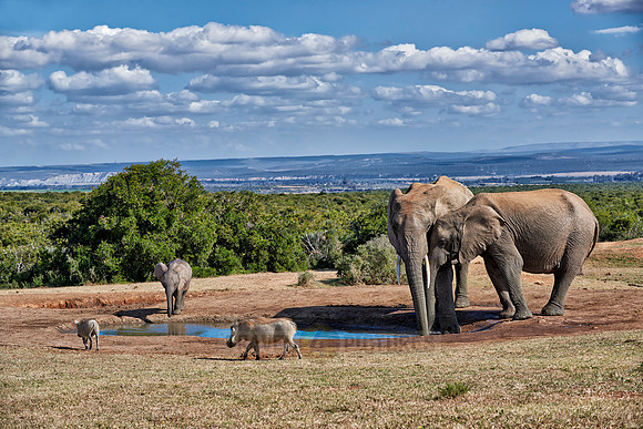elephants and warthogs