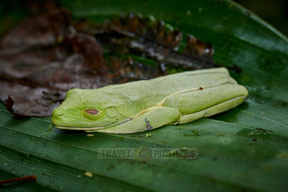 sleeping red-eyed tree frog or Agalychnis callidryas