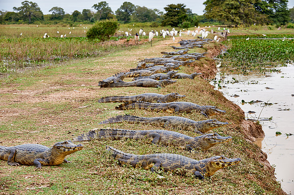 huge group yacare caiman
