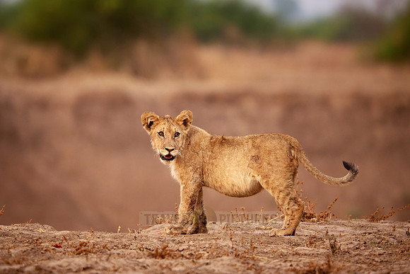 lion cub (Panthera leo)