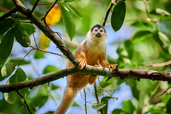 Central American squirrel monkey or red-backed squirrel monkey