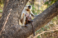 The northern plains gray langur (Semnopithecus entellus), also known as the sacred langur, Bengal sacred langur and Hanuman langur