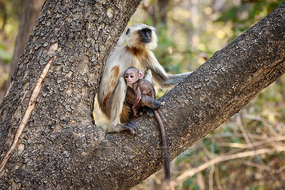 The northern plains gray langur (Semnopithecus entellus), also known as the sacred langur, Bengal sacred langur and Hanuman langur