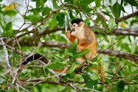 Central American squirrel monkey or red-backed squirrel monkey