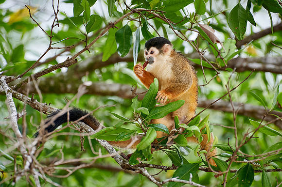 Central American squirrel monkey or red-backed squirrel monkey