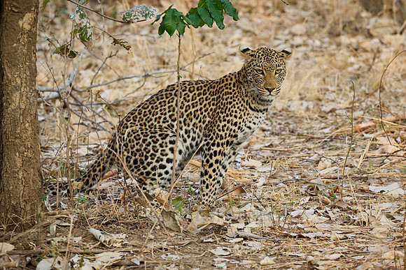 young African leopard (Panthera pardus pardus)