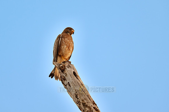 white-eyed buzzard (Butastur teesa)