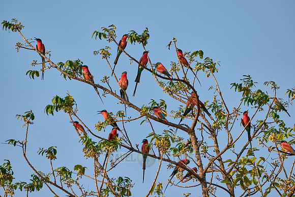 Karminspinte (Merops nubicus) |southern carmine bee-eater (Merops nubicoides)|