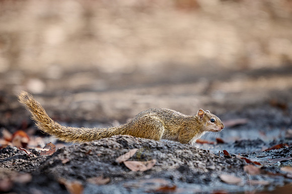 Smith's bush squirrel (Paraxerus cepapi), also known as the yellow-footed squirrel or tree squirre