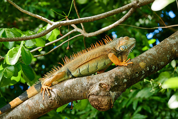 male green iguana