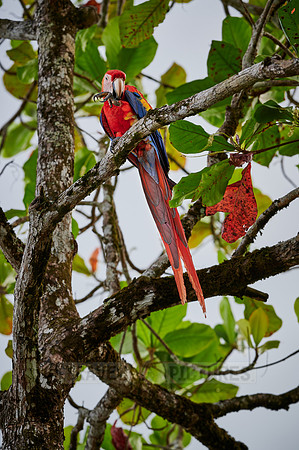Scarlet macaw (Ara macao)