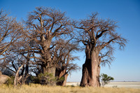 Baines Baobabs