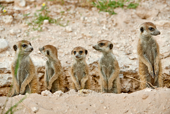 meerkat or suricate, Suricata suricatta
