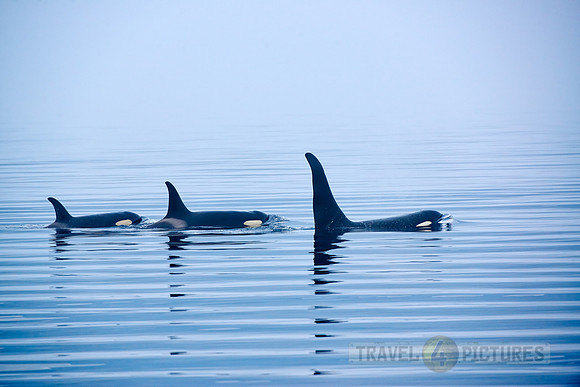 Resident Killer whales