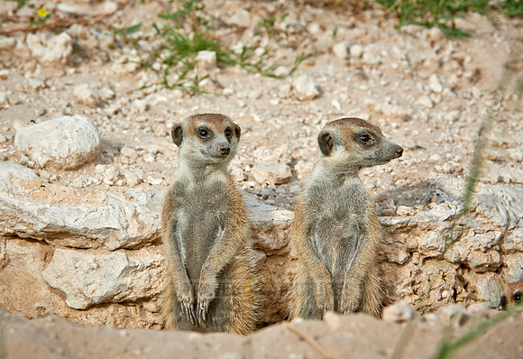 meerkat or suricate, Suricata suricatta