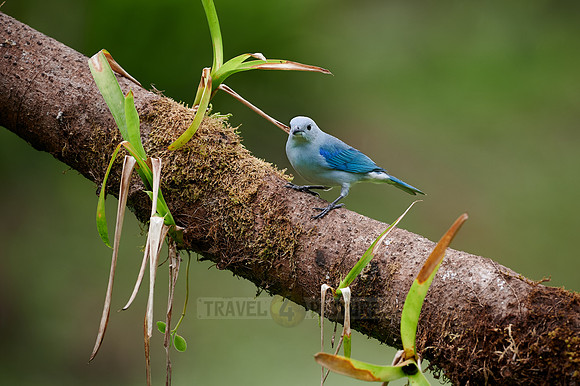 Blue-gray Tanager bird (Thraupis episcopus)