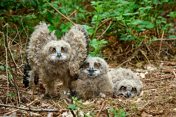 three Eurasian eagle-owl fledglings