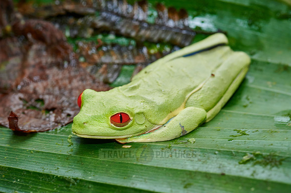 red-eyed tree frog or Agalychnis callidryas
