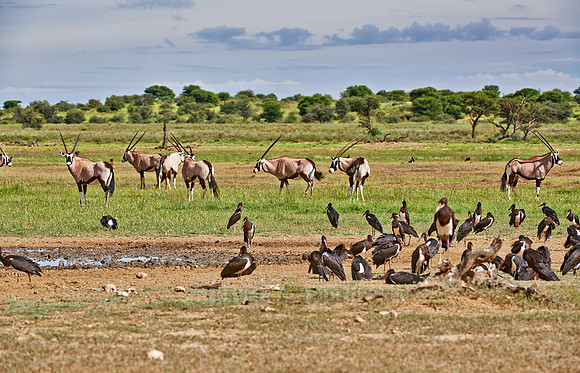 Abdim's Stork and Oyx antelopes