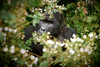 silverback