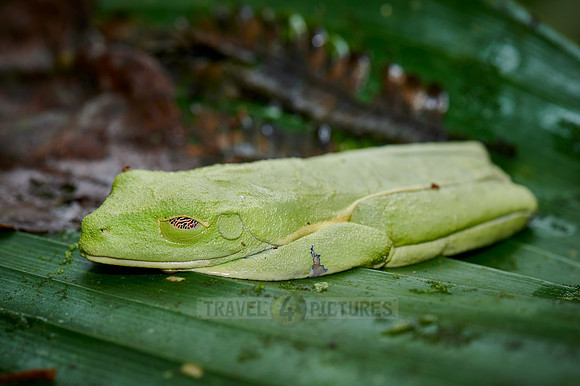sleeping red-eyed tree frog or Agalychnis callidryas