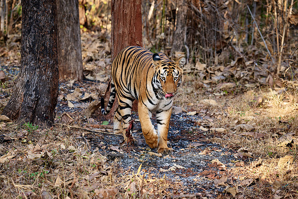 Bengal tiger (Panthera tigris tigris)