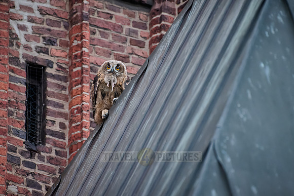 Eurasian eagle-owl feeds fledling with a rat on a church