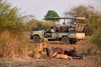 tourists in a safari car watching a pride of lioness (Panthera leo) at buffalo kill