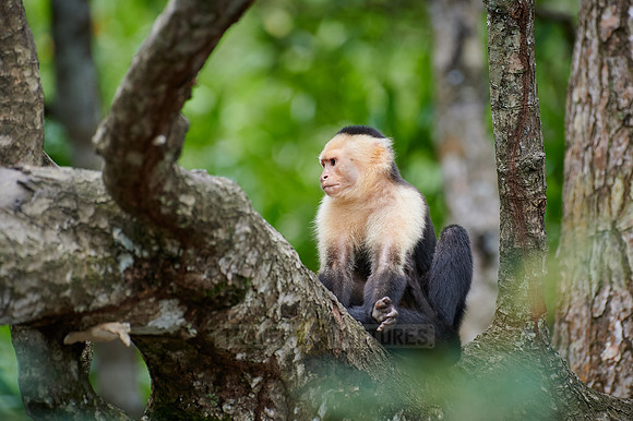 Panamanian white-faced capuchin (Cebus imitator)