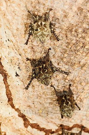 Proboscis bats or long-nosed bats (Rhynchonycteris naso)