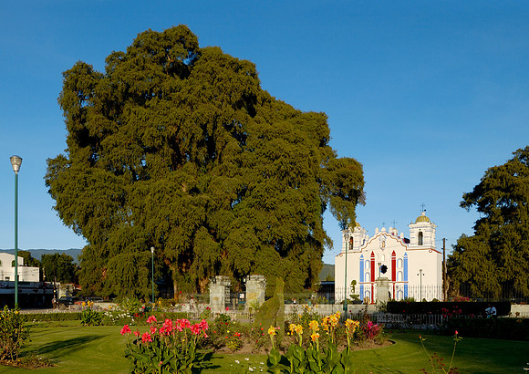 Arbol del Tule and church SANTA MARIA DEL TULE