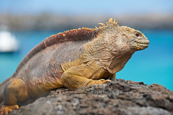 Galapagos Land Iguana